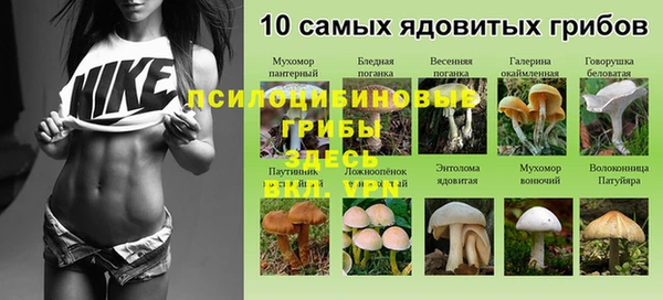гашик Корсаков